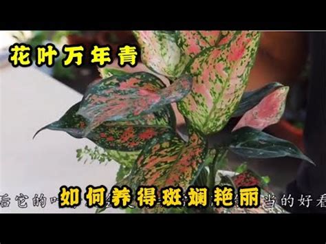 紅葉萬年青風水